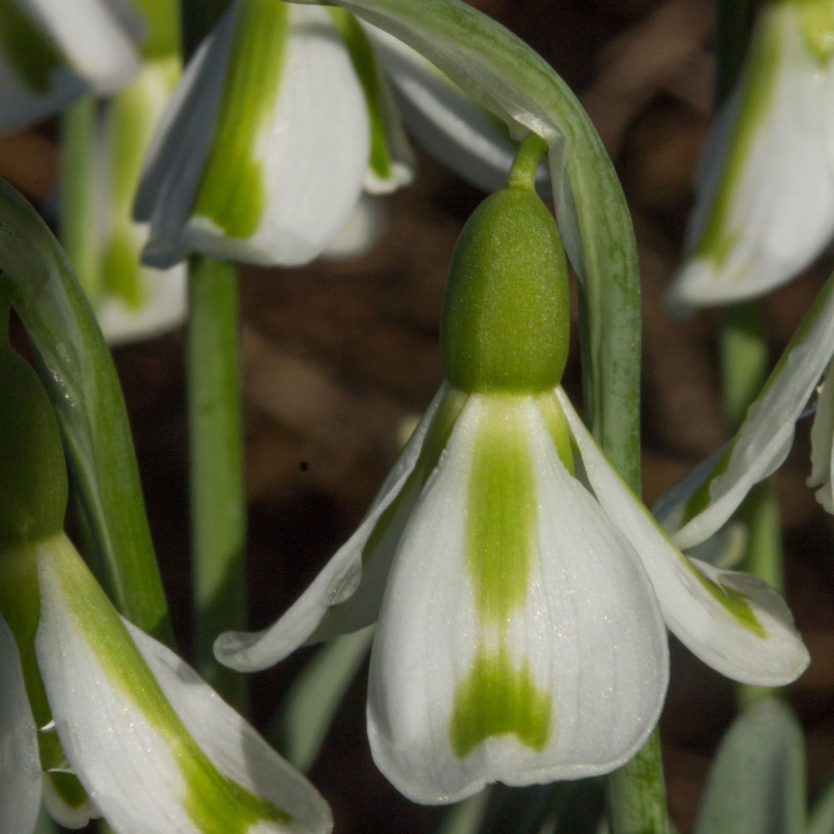 Philippe Andre Meyer