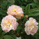 Ghislaine de Feligonde