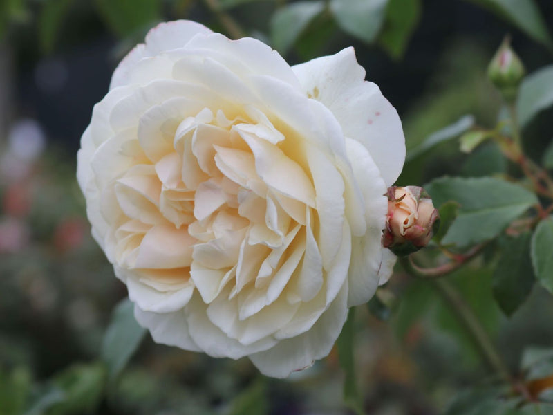 Lichfield Angel (SH)