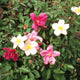 Mutabilis