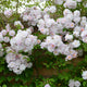 Pauls Himalayan Musk