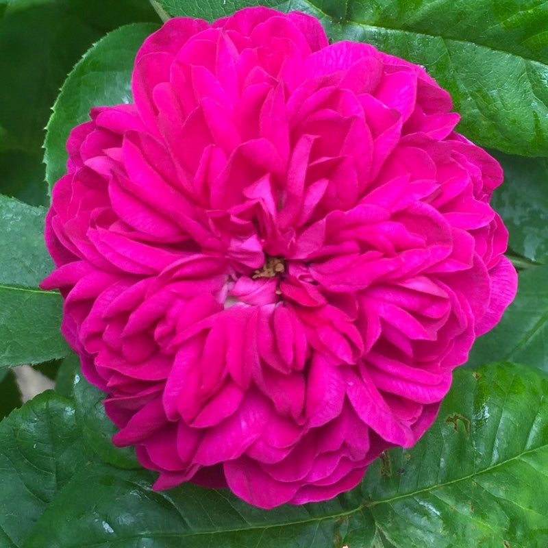 Rose de Rescht