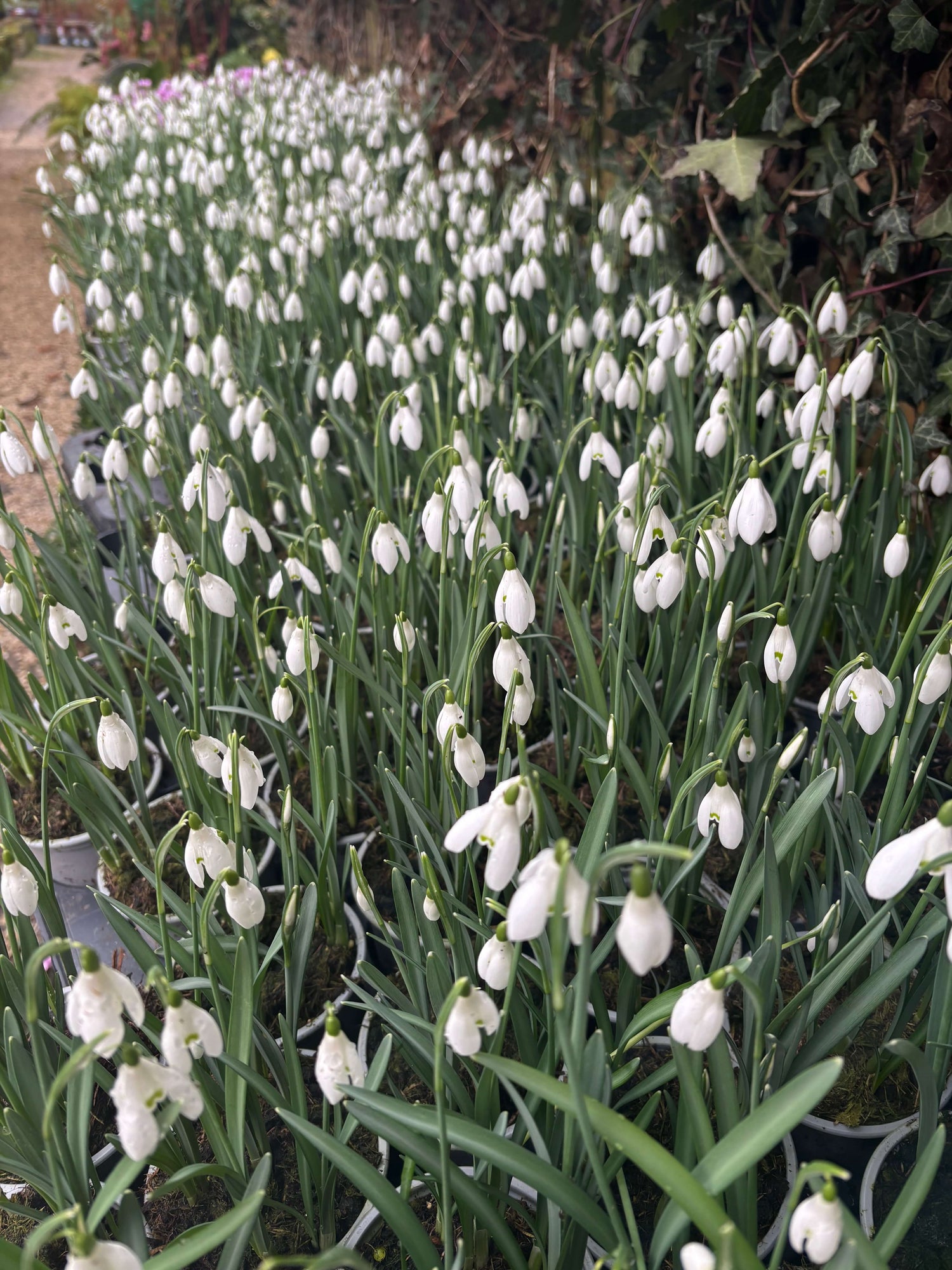 Tray of Snowdrops