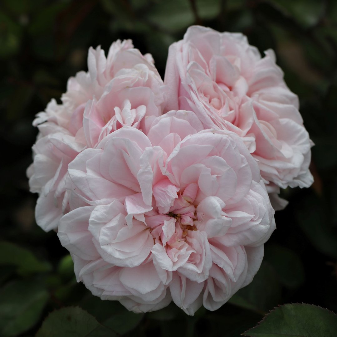 Souvenir de La Malmaison