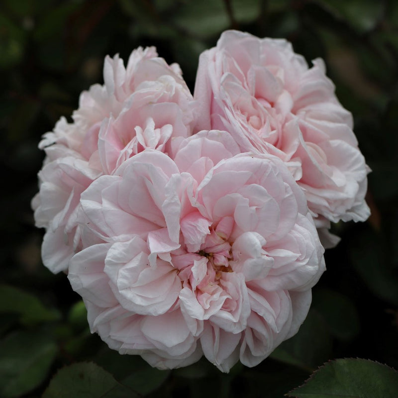 Souvenir de La Malmaison