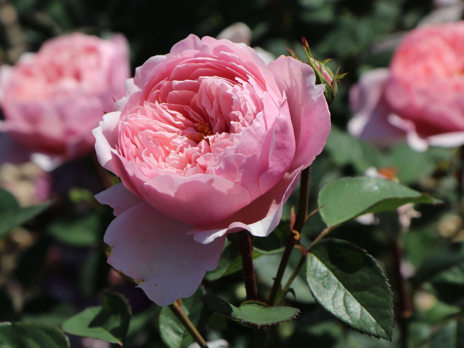 The Alnwick Rose (SH)