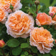 The Lady Gardener (SH)