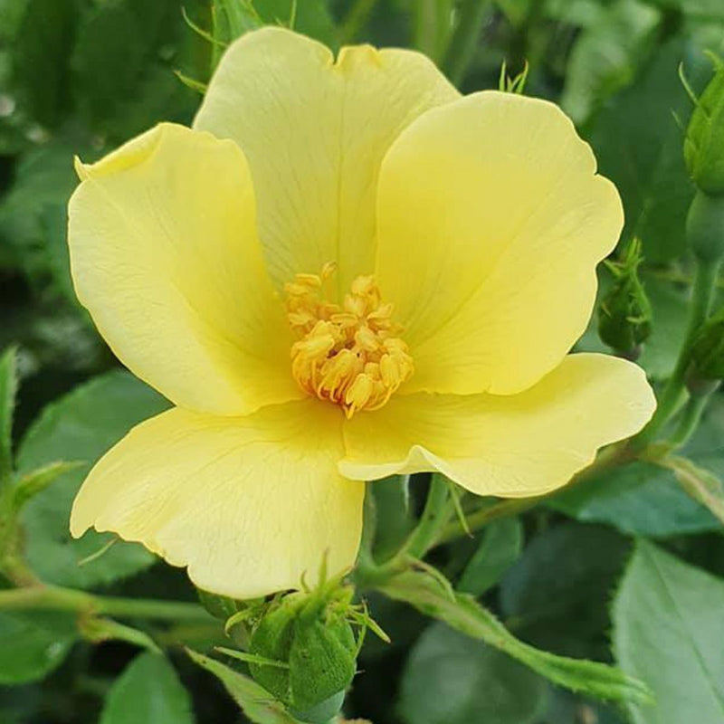 Tottering by Gently (SH)