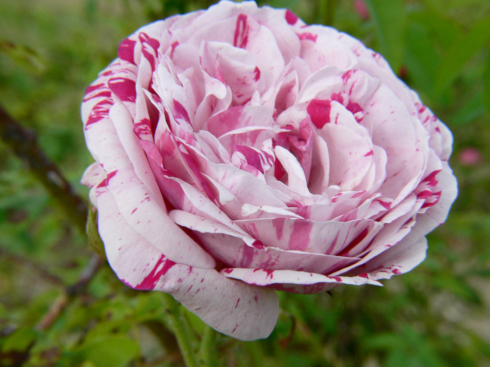 Variegata di Bologna