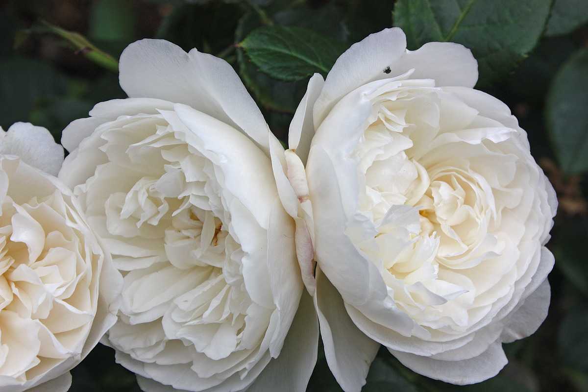 William & Catherine (SH)