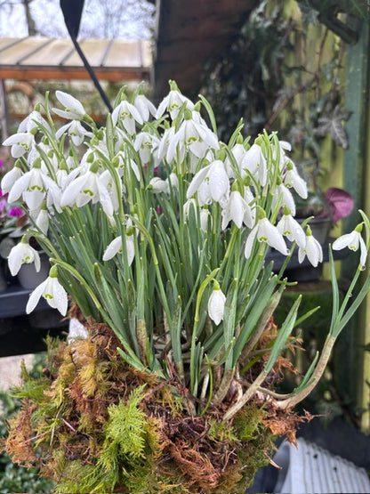 Bundle of 100 Snowdrops